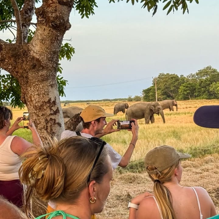 Guests watching elephants in Kumana National Park