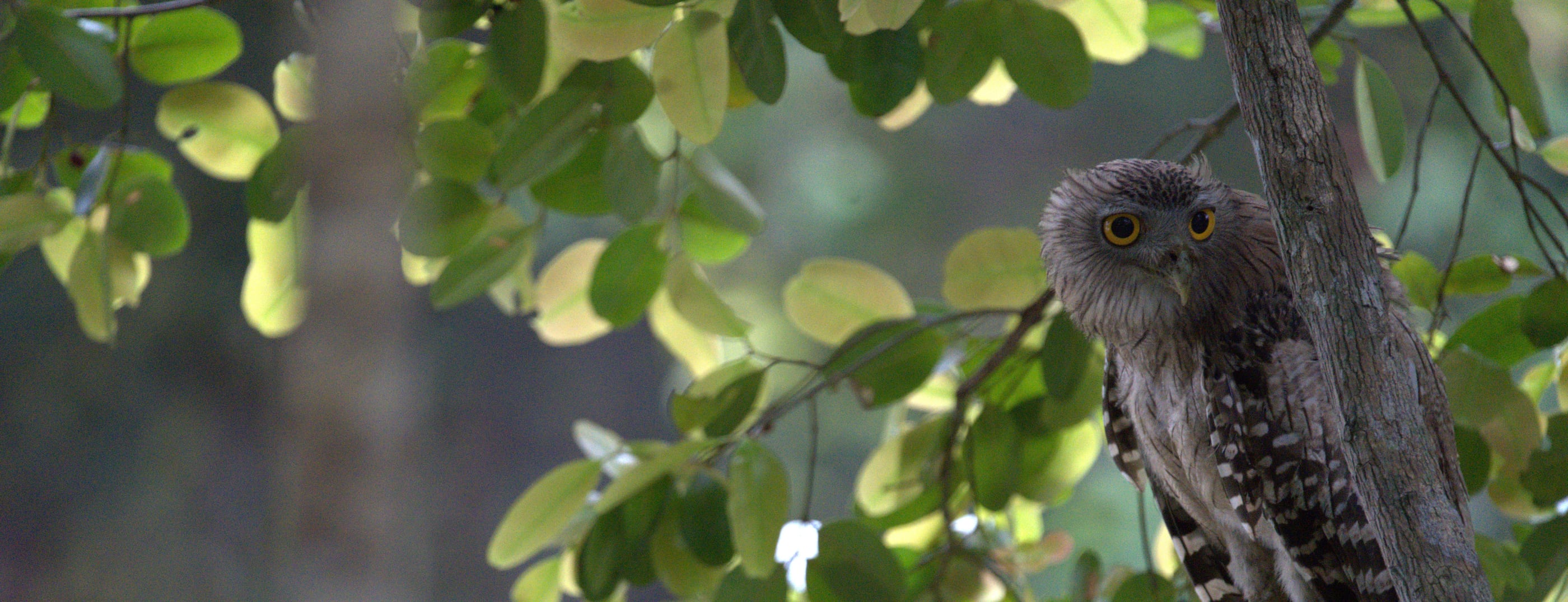 A brown fish owl watching from a branch in the forest at Wilpattu
